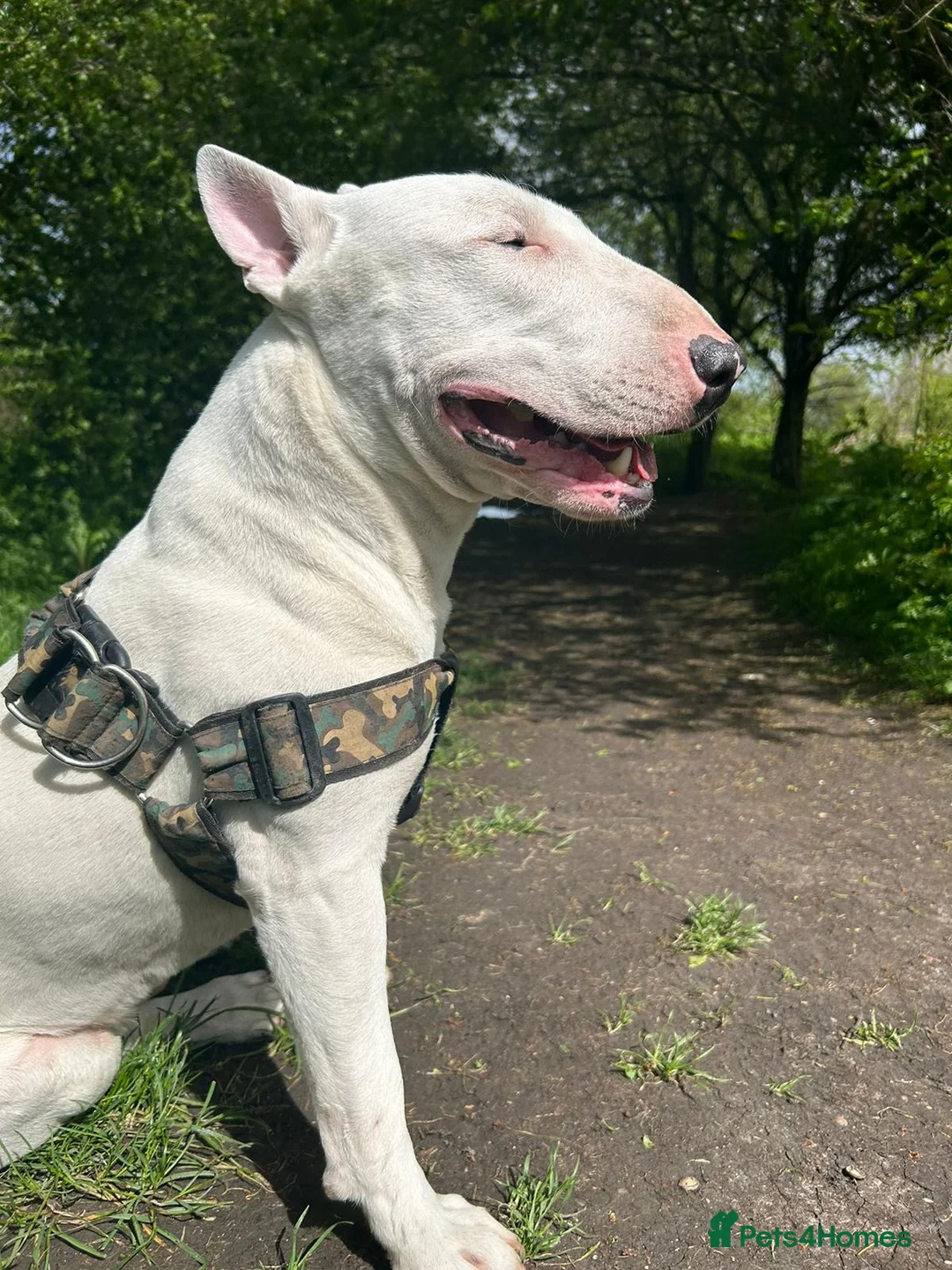 English Bull Terrier dogs for sale: Jayko KC Registered English Bull Terrier - Advert 4