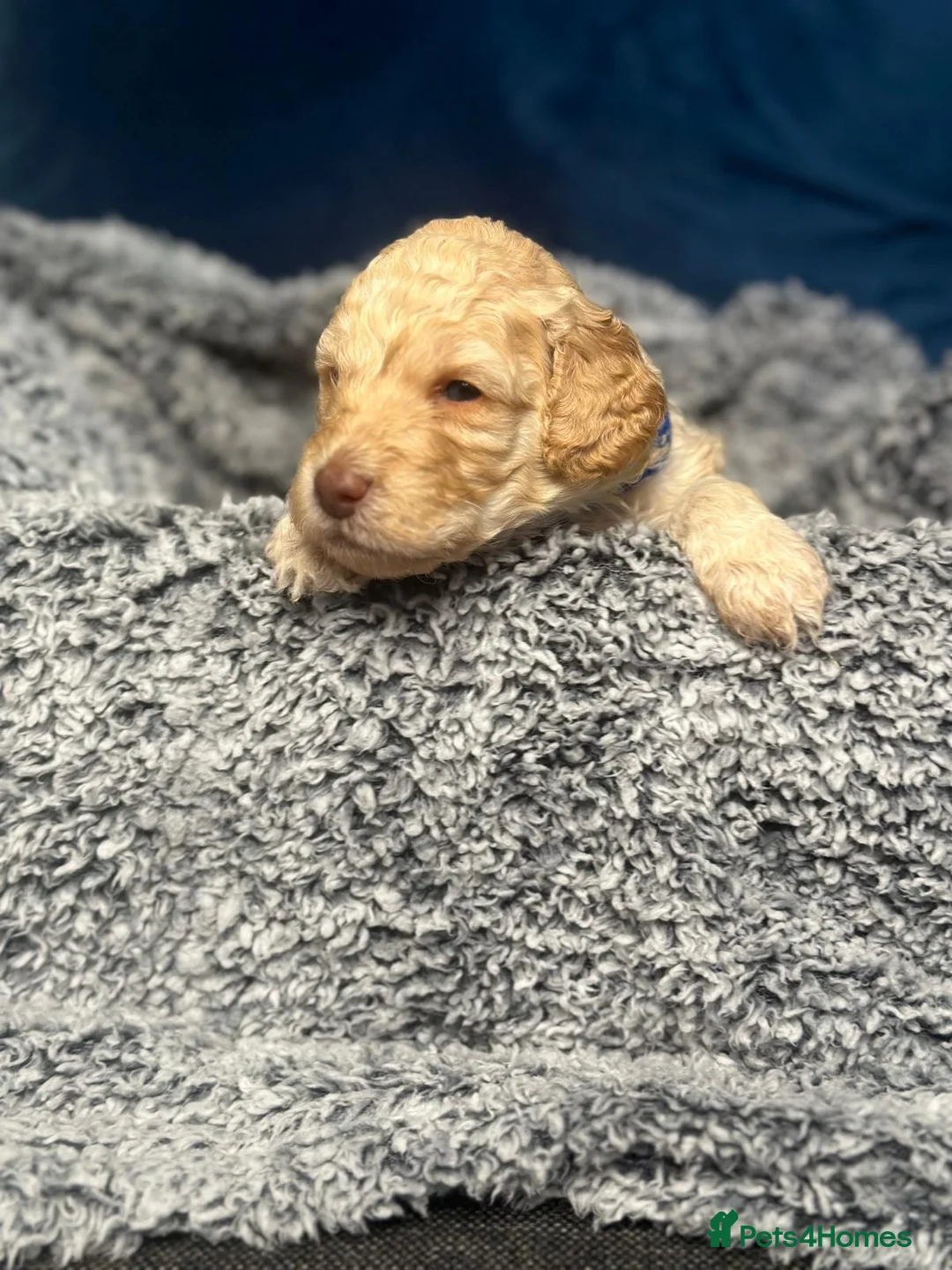 Miniature Poodle dogs for sale: Gorgeous pure bred miniature poodles - Advert 24
