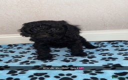 Cockapoo dogs for sale: ‼️6 gorgeous cockapoo pups ready to leave now‼️ - Image 11