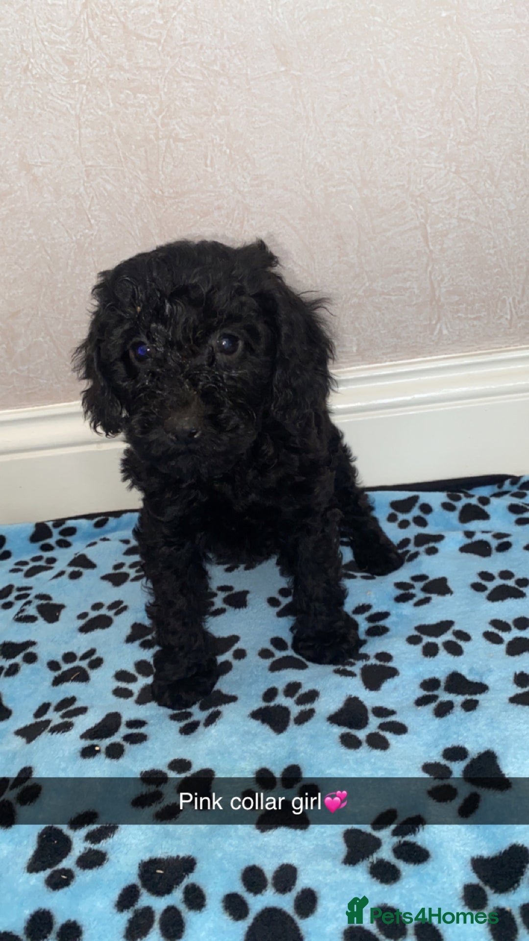Cockapoo dogs for sale: ‼️6 gorgeous cockapoo pups ready to leave now‼️ - Image 11