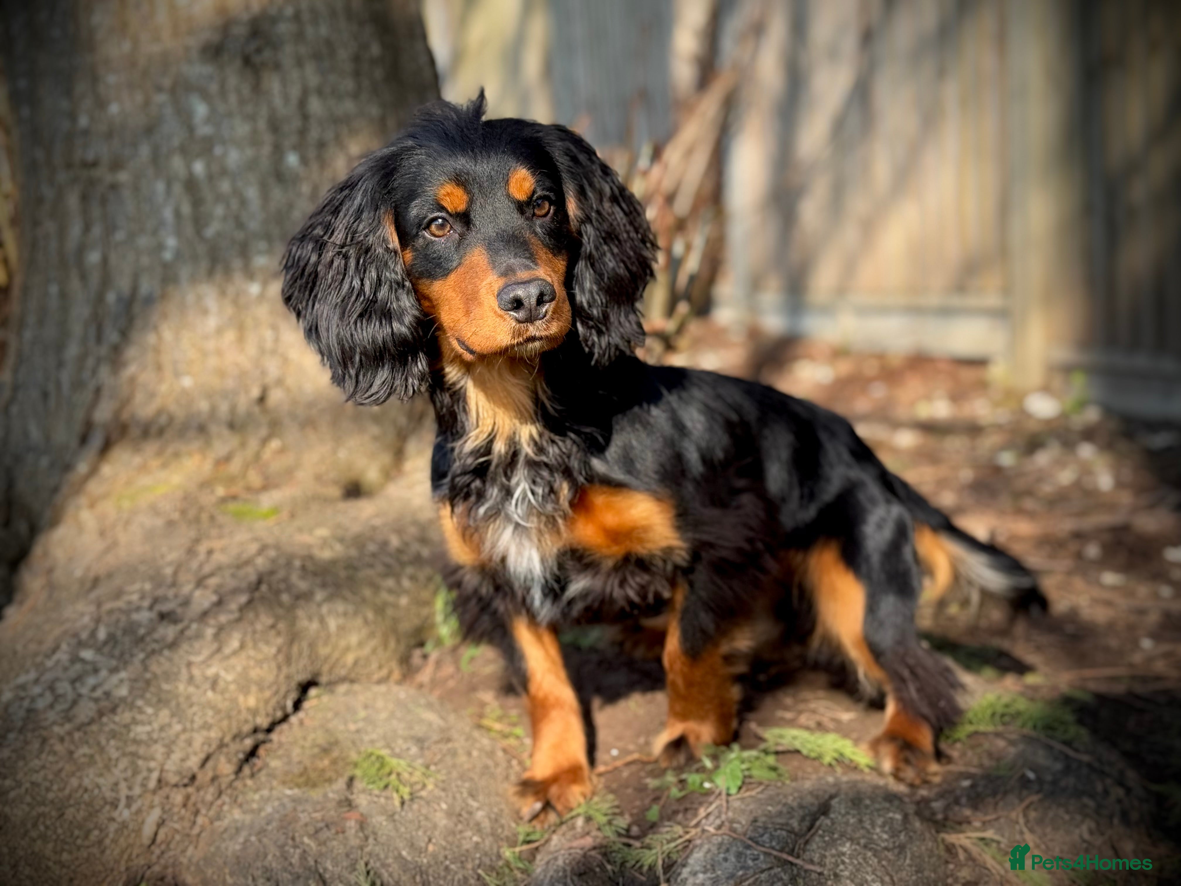 Cocker Spaniel dogs Stunning Black and Tan stud - Advert 11