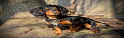 Cocker Spaniel dogs for stud: Stunning Black and Tan stud - Advert 7