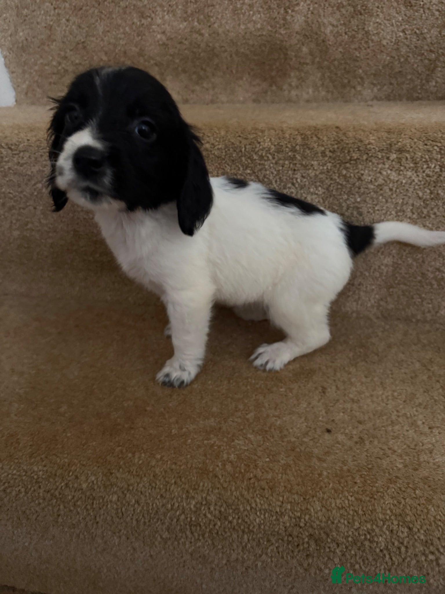 Cocker Spaniel dogs UPDATE!!! 1 boy left cocker spaniel  - Advert 5