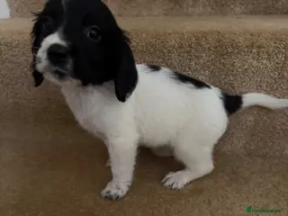 Cocker Spaniel dogs UPDATE!!! 1 boy left cocker spaniel - Advert 5