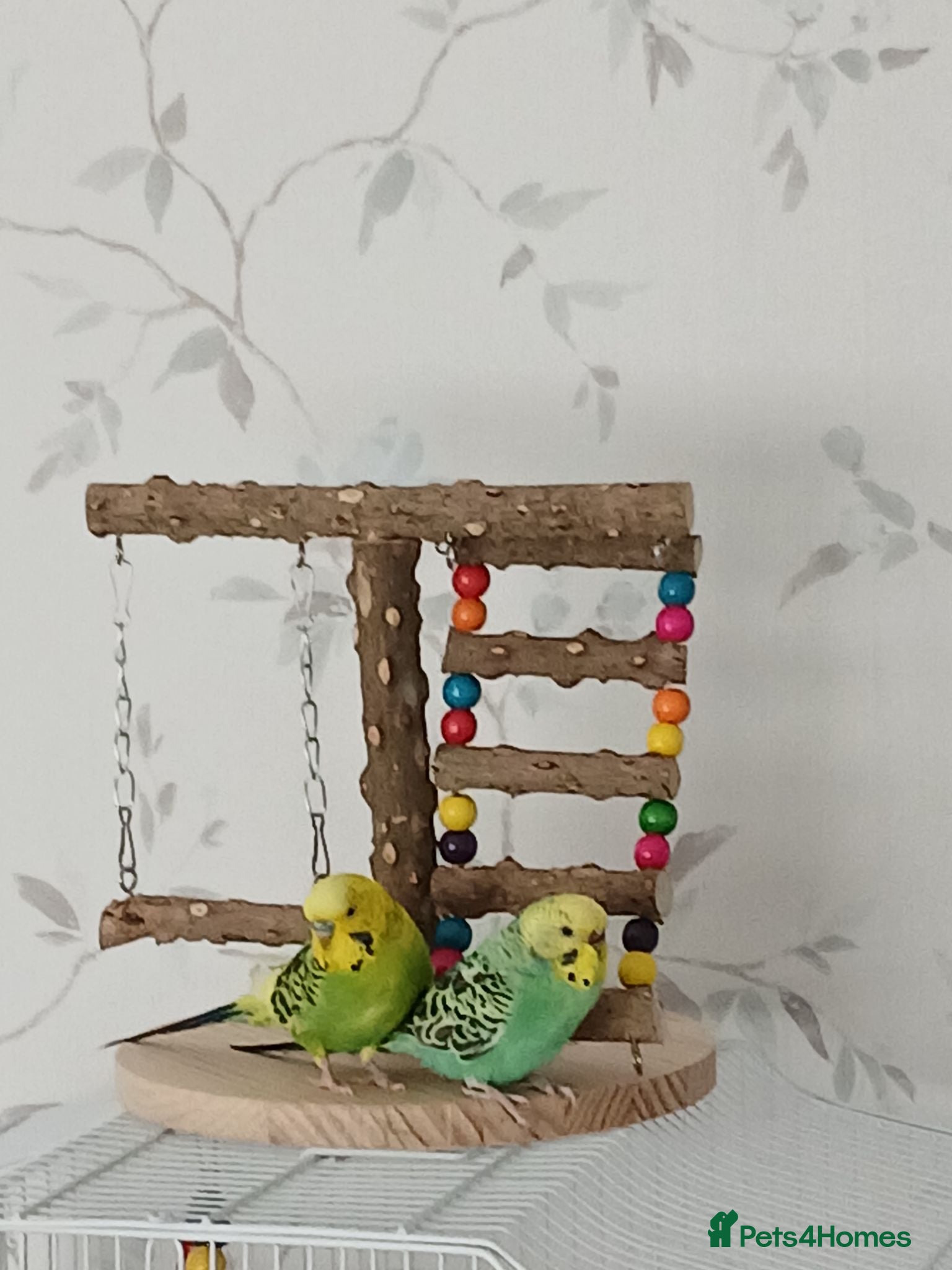 Budgerigars birds 2 male budgies about 6 months old - Advert 3