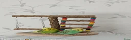 Budgerigars birds for sale: 2 male budgies about 6 months old in Wareham - Advert 1