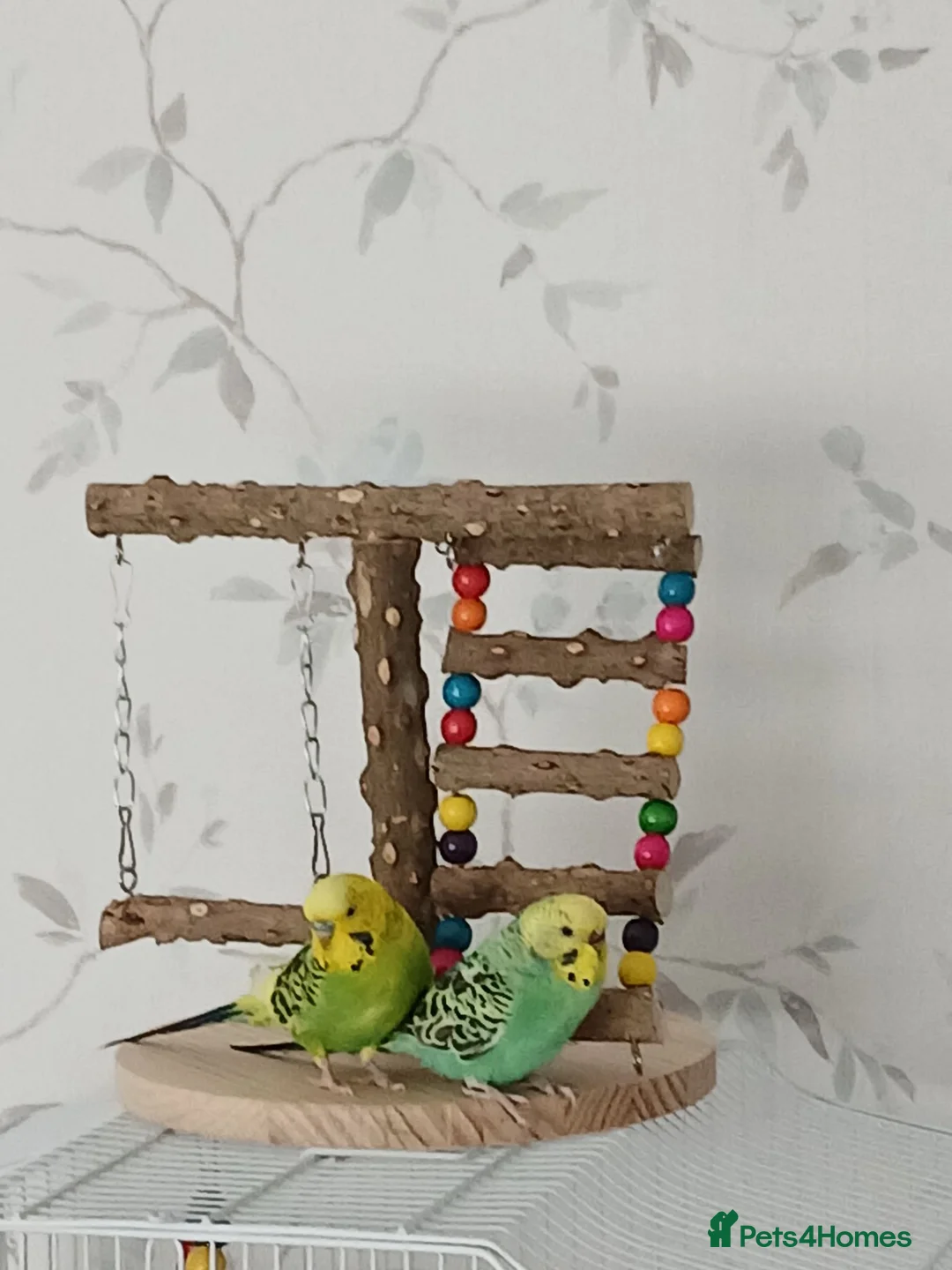 Budgerigars birds for sale: 2 male budgies about 6 months old in Wareham - Advert 1