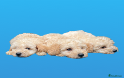 Cockapoo dogs for sale: F1B cockapoo puppys - Image 14