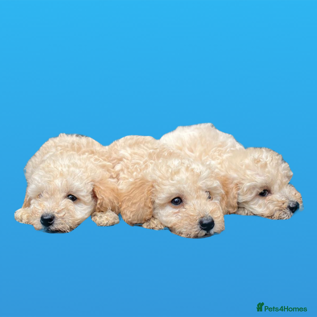 Cockapoo dogs for sale: F1B cockapoo puppys - Image 14
