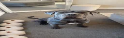 Neapolitan Mastiff dogs for stud: 🐾 STUD AVAILABLE 🐾 - Advert 2