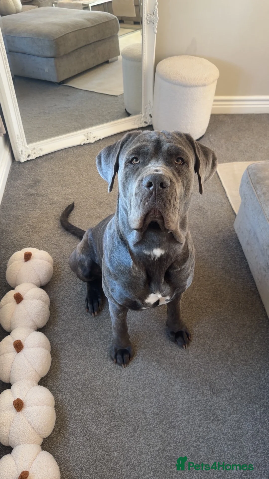 Neapolitan Mastiff dogs for stud: 🐾 STUD AVAILABLE 🐾 - Advert 2