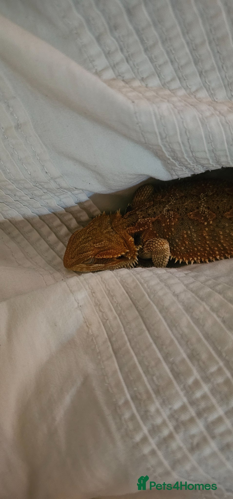 Bearded Dragon reptiles for sale: Nacho the Beardie in Leicester - Advert 5