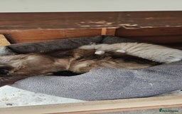 Ragdoll cats for sale: Male Ragdoll Cat 3 years old - Image 3