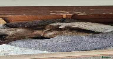 Ragdoll cats - Advert 1