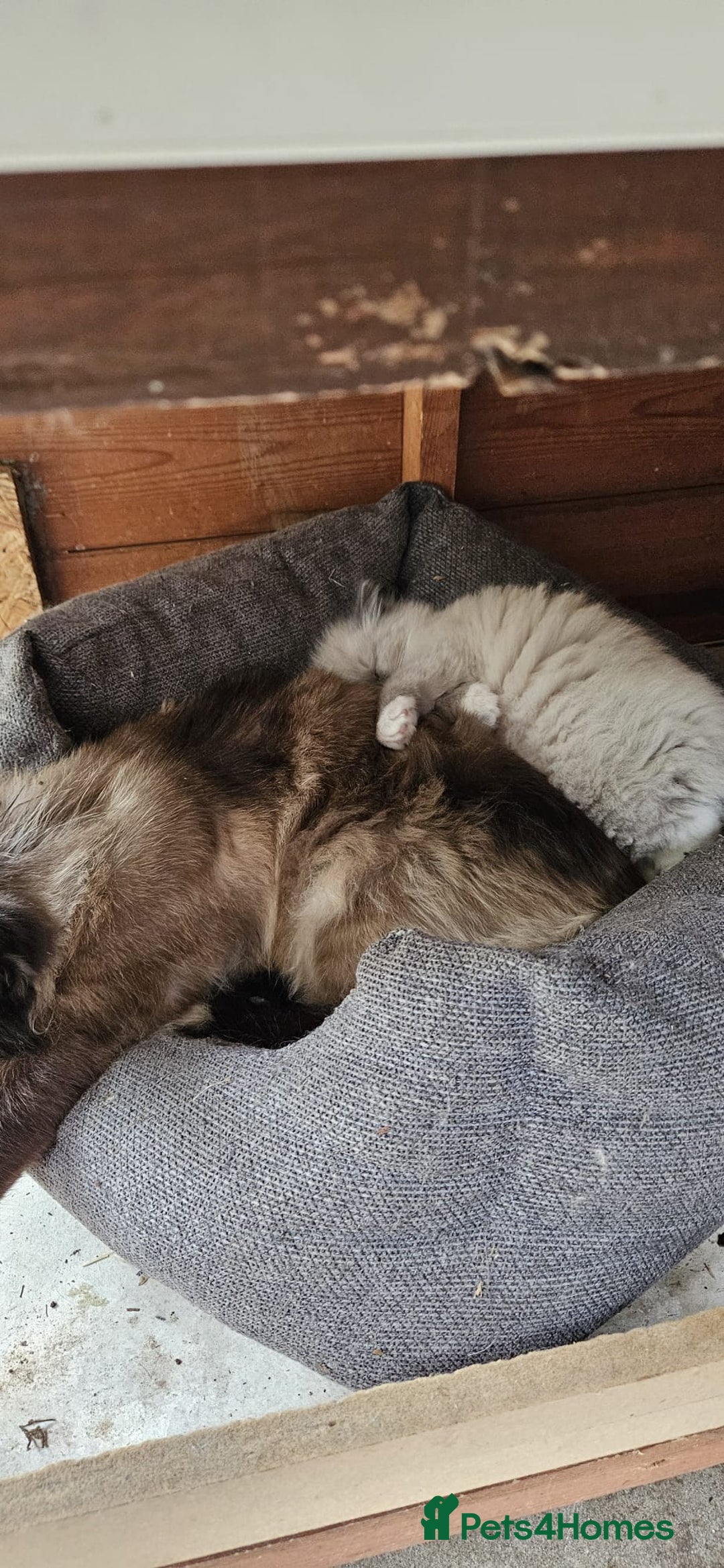 Ragdoll cats for sale: Male Ragdoll Cat 3 years old - Image 3