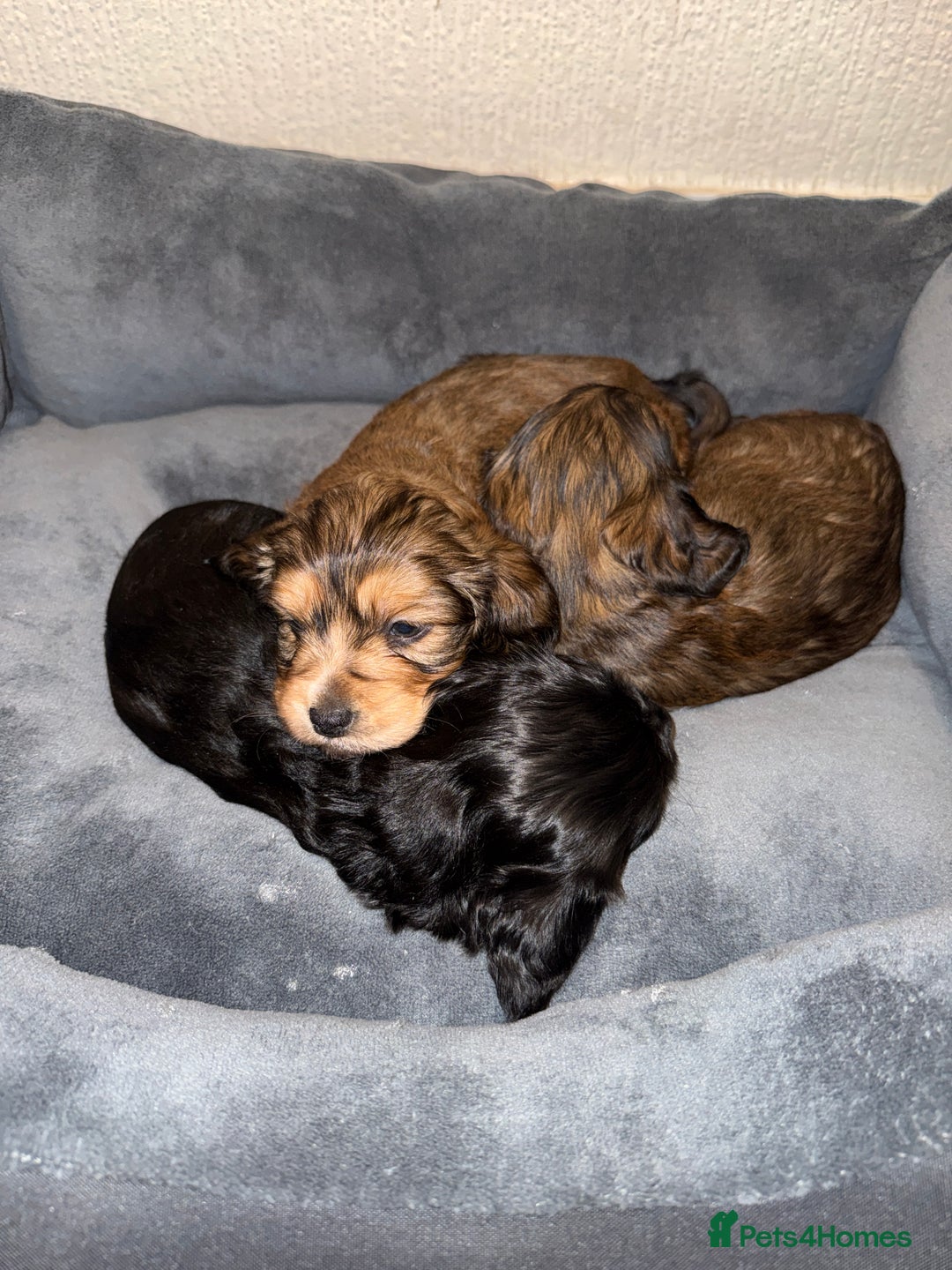 Mixed Breed dogs for sale: Corkiepoo puppies for sale 🐶 - Advert 3