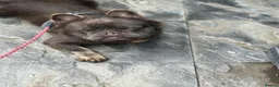 French Bulldog dogs for stud: 🧸🧸Full fluffy French bulldog🧸🧸 - Advert 3