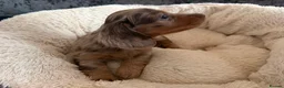 Miniature Dachshund dogs for sale: Kc reg Long hair miniature dachshund puppies  - Advert 9