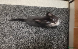 British Longhair cats for sale: Kittens  - Image 17