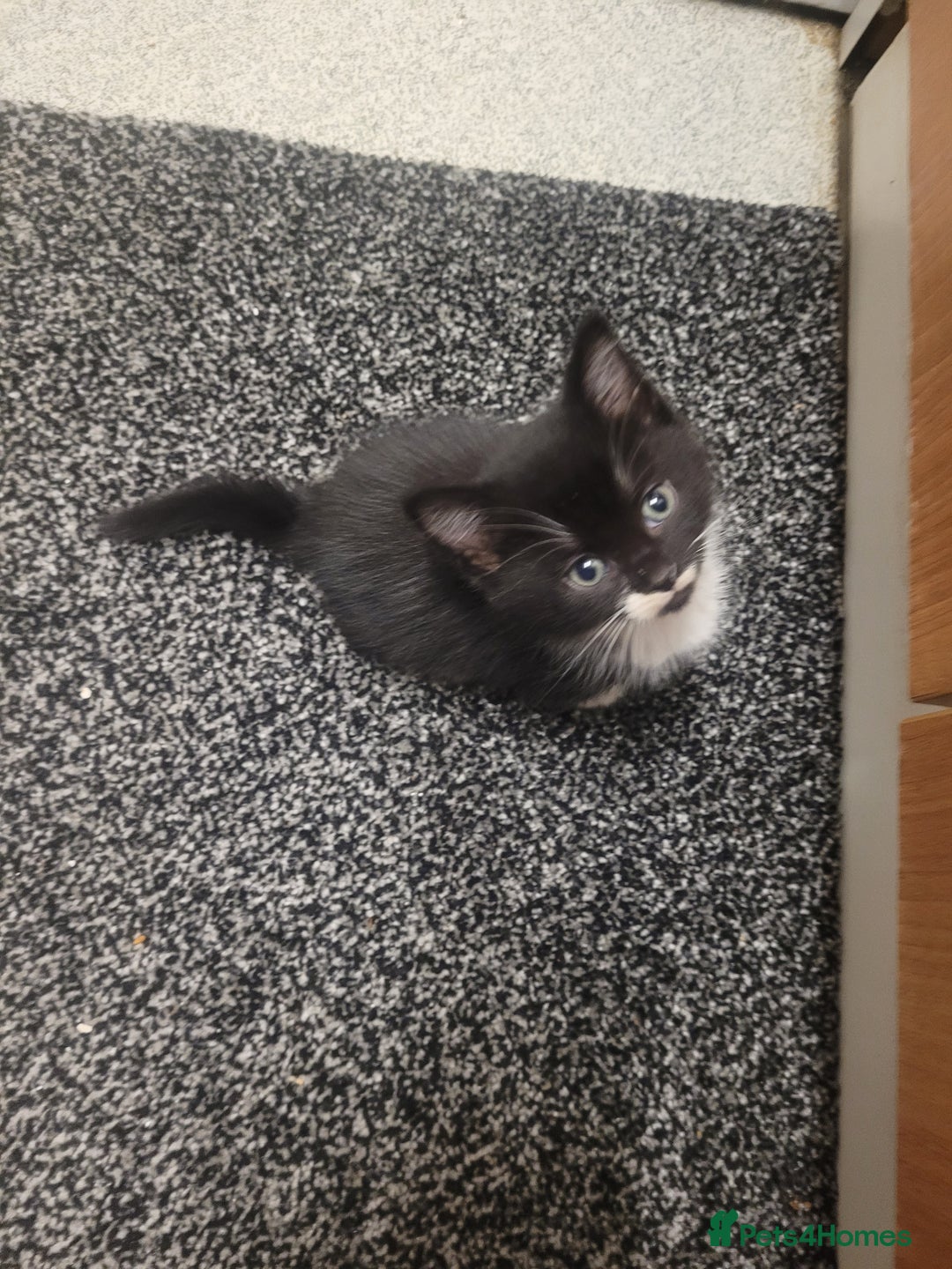 British Longhair cats for sale: Kittens  - Image 17