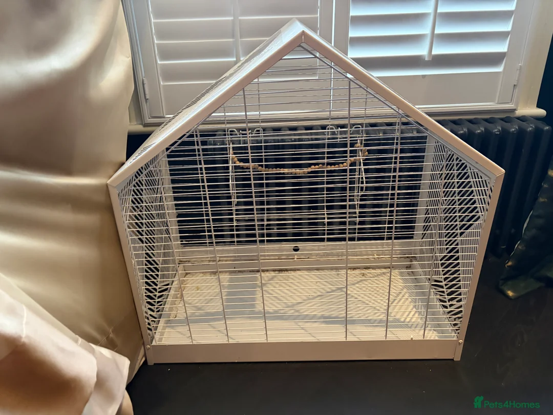 Budgerigars birds for sale: Free to good home, 2 male budgies - Advert 4