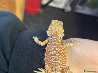Bearded Dragon reptiles Female red monster/ Gstripe bearded dragon - Advert 3