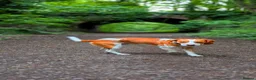 Bocker dogs for stud: Beagle x cocker for stud  in Wrexham - Advert 3