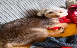 Yorkiepoo dogs for adoption: M.&K. - two inseparable friends for a Loving Home - Image 12
