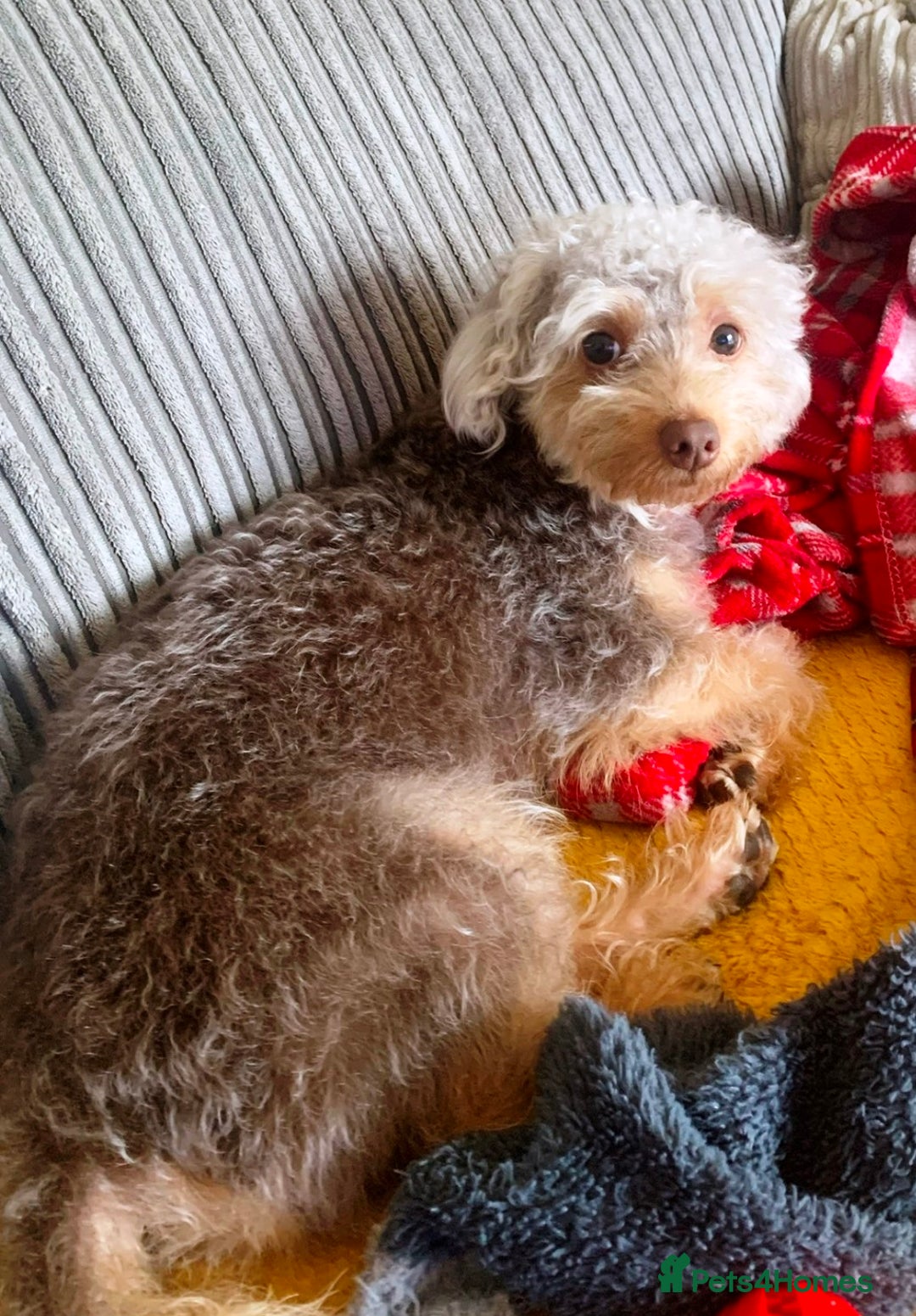 Yorkiepoo dogs for adoption: M.&K. - two inseparable friends for a Loving Home - Image 12