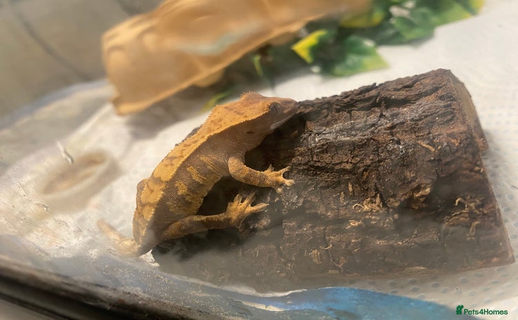 Gecko reptiles - Advert 1