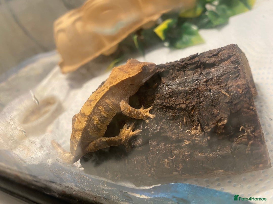 Gecko reptiles for sale: Crested Gecko  - Image 1