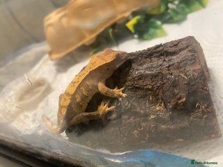 Gecko reptiles - Advert 14