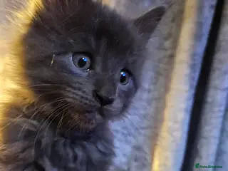 Maine Coon cats GCCF registered Blue Maine coon litter - Advert 5