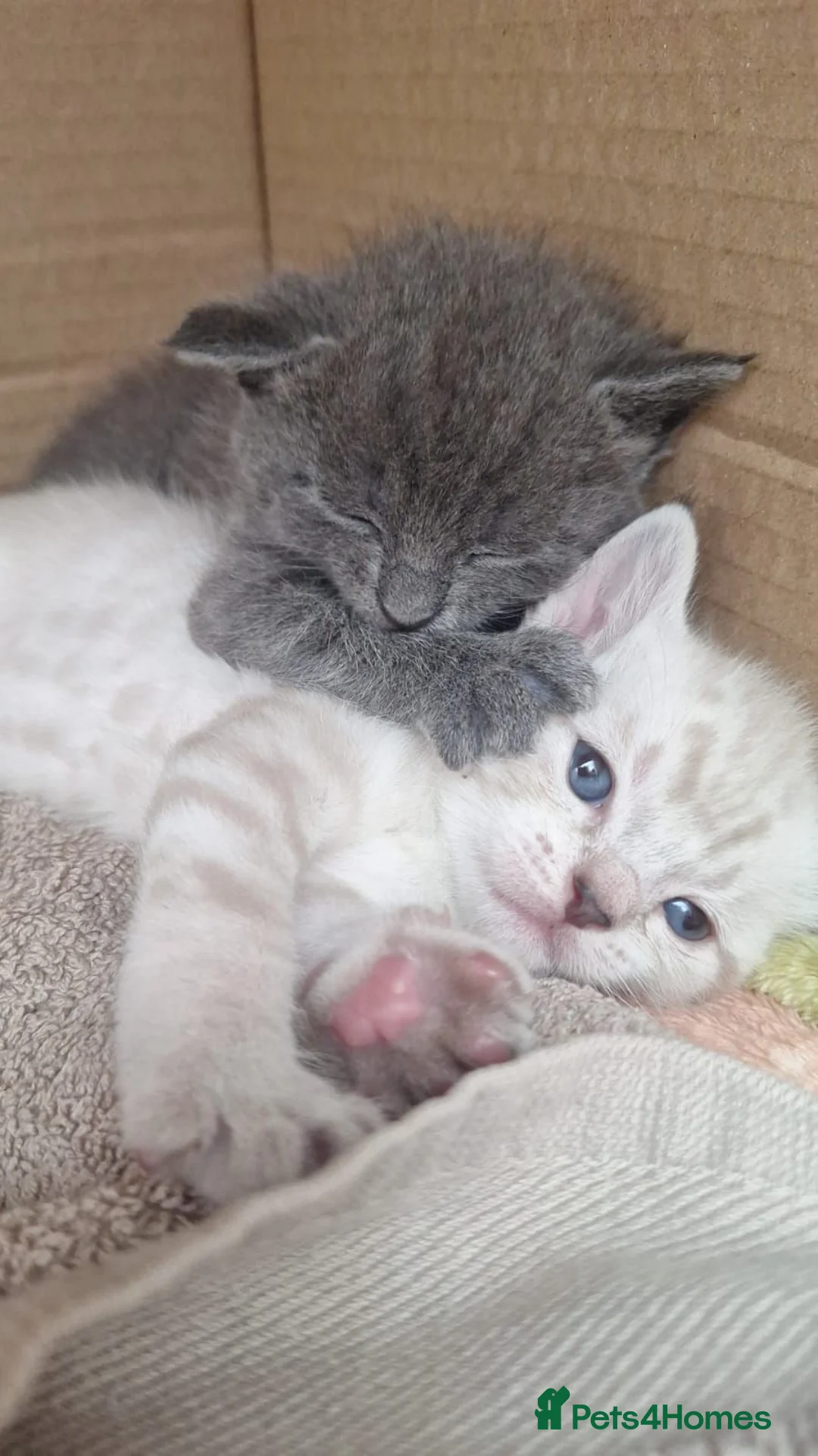 Russian Blue cats for sale: 3 Beautiful kittens ready to go in Lowestoft - Advert 2
