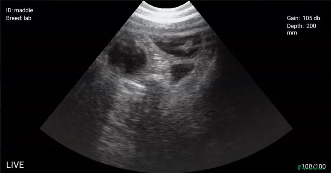 Labrador Retriever dogs for sale: WE ARE PREGNANT - Advert 3