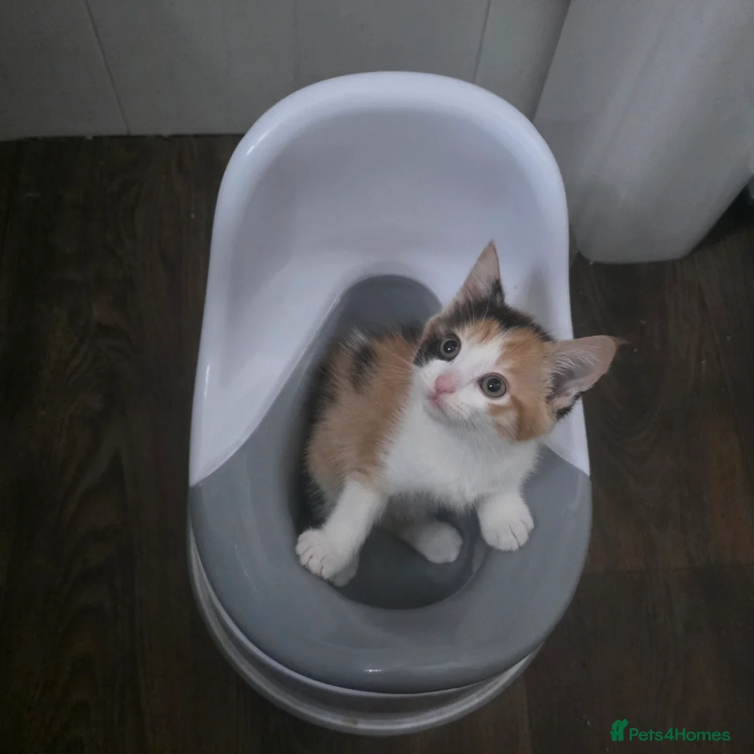 Domestic Shorthair cats for sale: domestic shorthairs!! - Advert 9