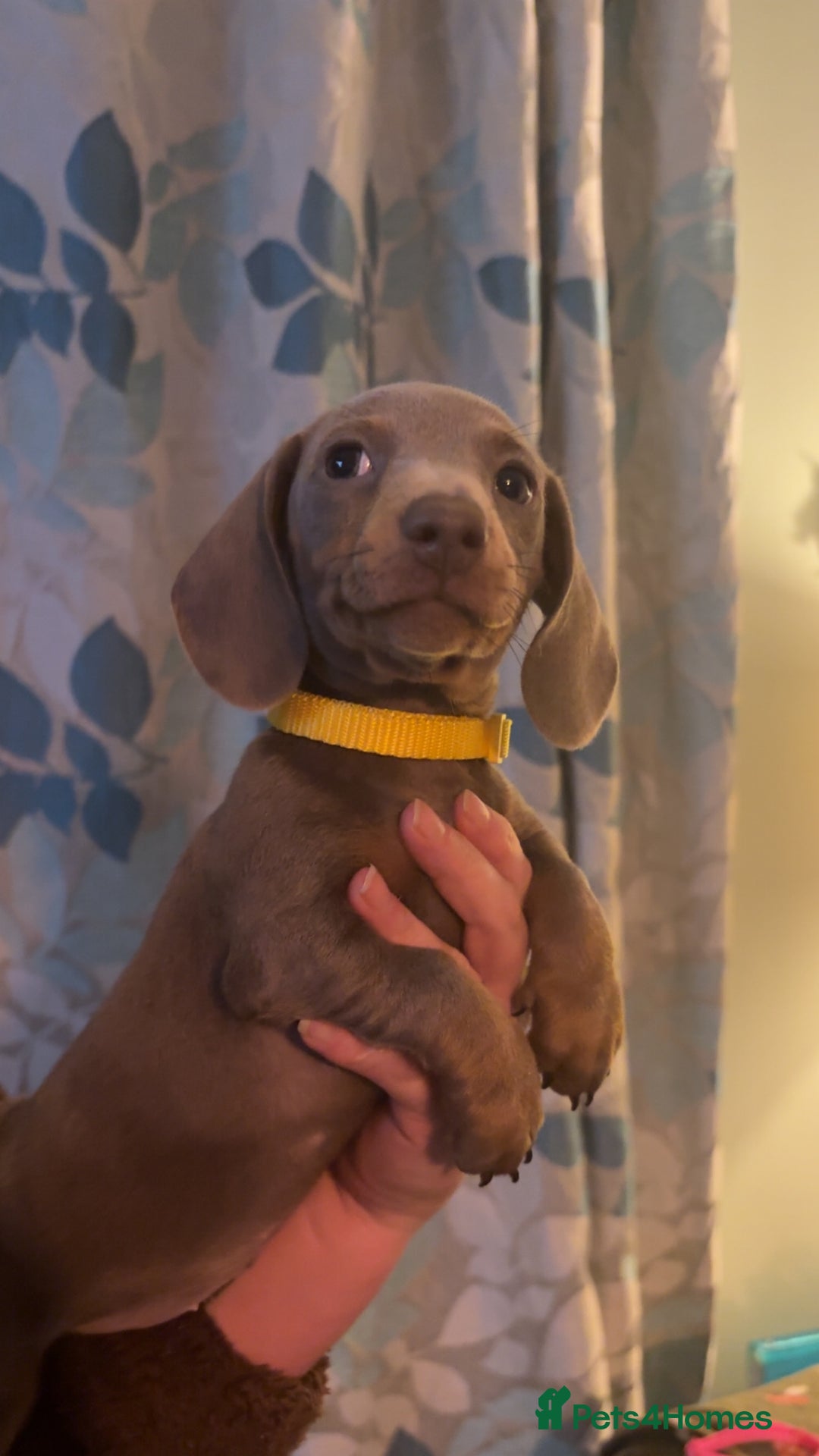 Miniature Dachshund dogs for sale: ISABELLA AND TAN MINIATURE DACHSHUND PUPPIES  - Advert 18