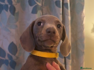 Miniature Dachshund dogs ISABELLA AND TAN MINIATURE DACHSHUND PUPPIES - Advert 16