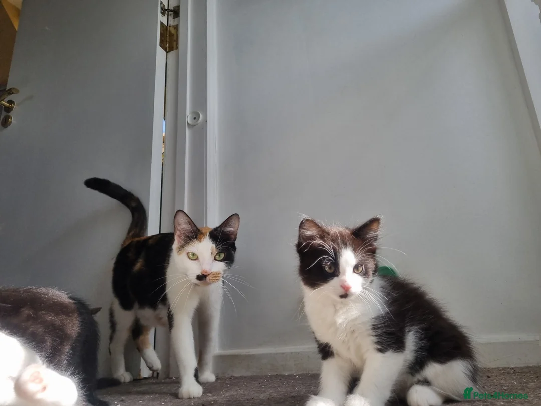 Mixed Breed cats for sale: Beautiful 😍 kittens ready to leave £50 in Wembley - Advert 2