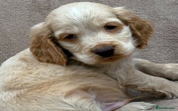 Cocker Spaniel dogs for sale: Show cocker spaniel puppies  - Image 9