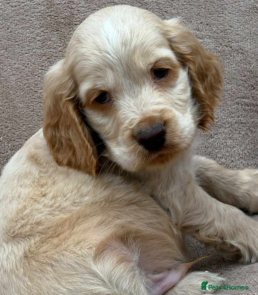Cocker Spaniel dogs for sale: Show cocker spaniel puppies  - Image 9