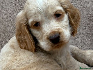 Cocker Spaniel dogs - Advert 17