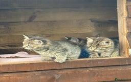 Bengal cats for sale: Beautiful farm reared bengals  - Image 32
