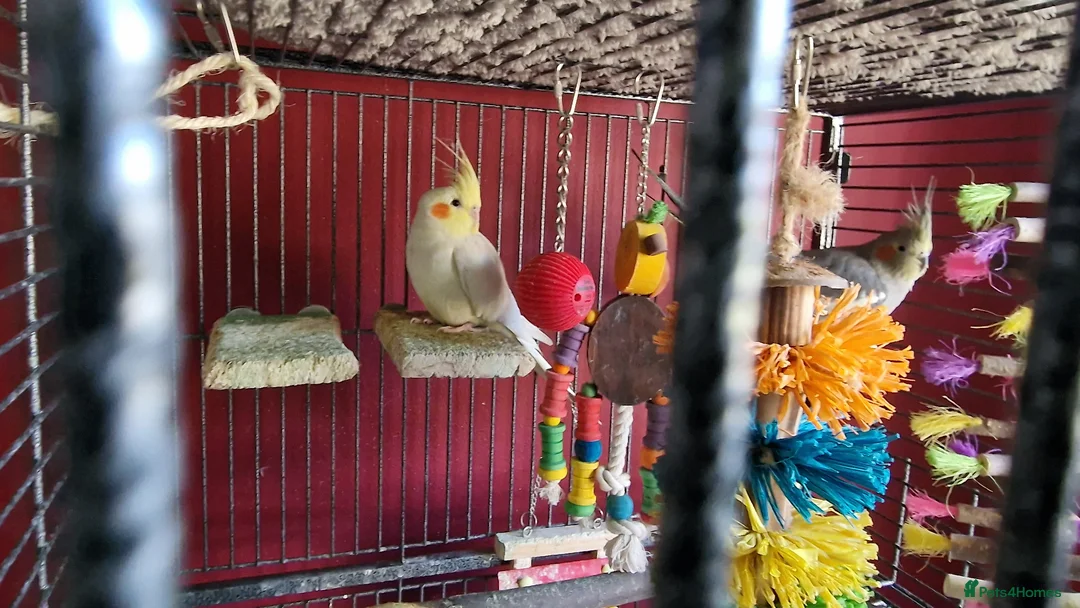 Cockatiels birds for sale: Two cockatiels  - Advert 1