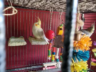 Cockatiels birds Two cockatiels - Advert 9