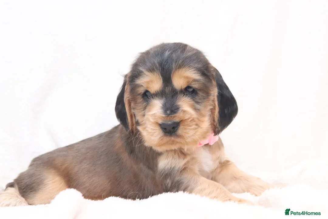 Cocker Spaniel dogs for sale: 🤎🧡 Chocolate Sable & Tan 🧡🤎 - Advert 10