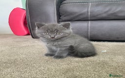 British Shorthair cats for sale: British Blue Shorthair  - Image 8