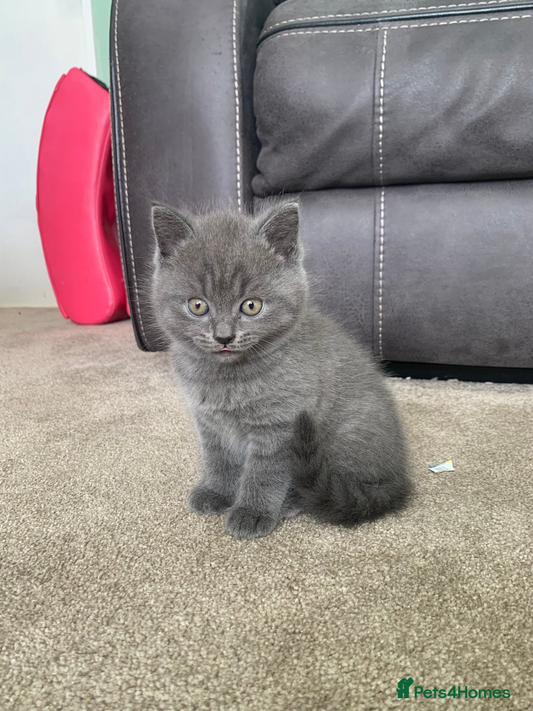 British Shorthair cats for sale: British Blue Shorthair  - Image 8