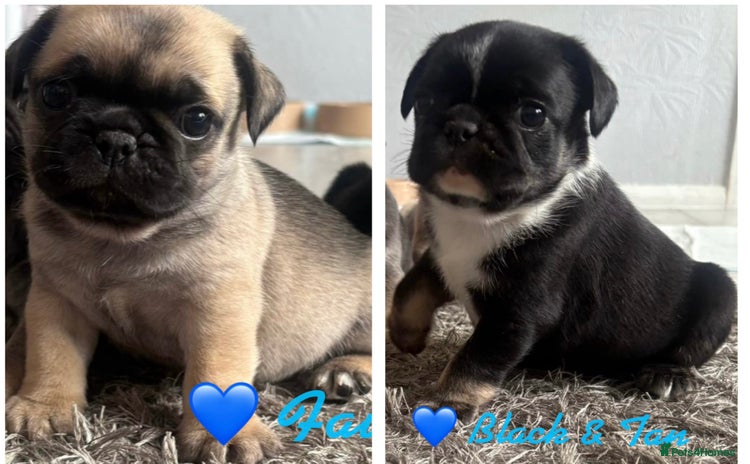 Pug dogs - Advert 2