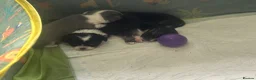 Chihuahua dogs for sale: Chihuahua puppies 2 boys & 1 girl, ready mid sept in Doncaster - Advert 8